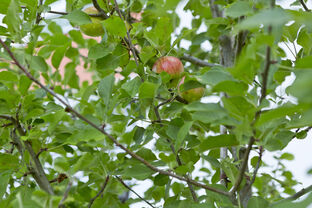 Unser Apfelbaum 